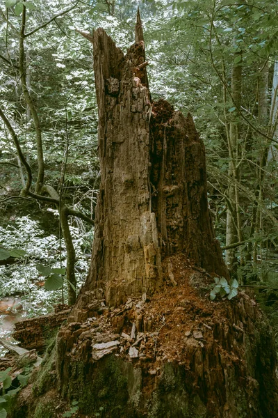 Vieux Tronc Arbre Dans Forêt Écorce Qui Sort Filtre Vintage — Photo