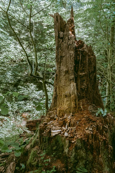 Alter Baumstamm Wald Rinde Löst Sich Vintage Filter — Stockfoto