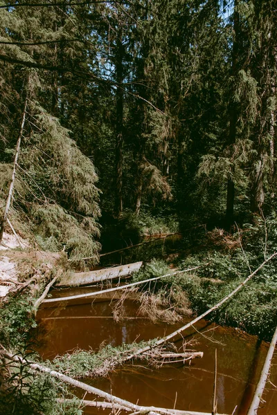 Rivière Loja Qui Coule Travers Une Forêt Verdoyante Luxuriante Par — Photo