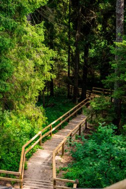 Ormanın ortasına inen tahta merdivenler.