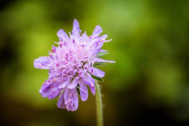 Bulanık bir arkaplanda mor orman çiçeği