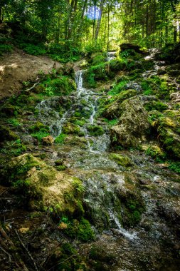 Kazu Grava Şelalesi Letonya 'daki güneş ışığıyla aydınlanan yeşil ve yemyeşil bir ormanın ortasında.