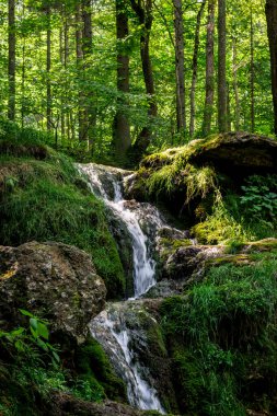 Kazu Grava Şelalesi Letonya 'daki güneş ışığıyla aydınlanan yeşil ve yemyeşil bir ormanın ortasında.