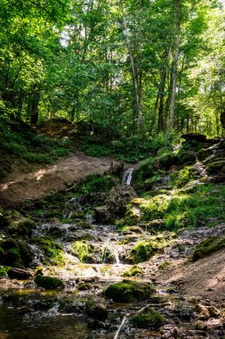 Kazu Grava Şelalesi Letonya 'daki güneş ışığıyla aydınlanan yeşil ve yemyeşil bir ormanın ortasında.
