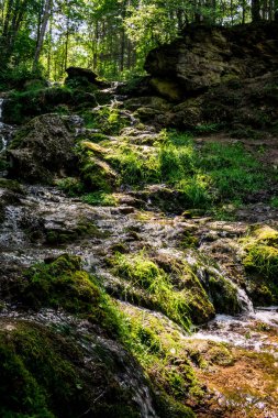 Kazu Grava Şelalesi Letonya 'daki güneş ışığıyla aydınlanan yeşil ve yemyeşil bir ormanın ortasında.
