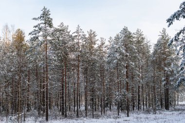 Güneşli kış gününde karla kaplı çam ağaçları. Sıcak güneş ışığı ve parlak gökyüzü ile Kış Harikalar Diyarı