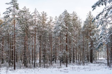 Güneşli kış gününde karla kaplı çam ağaçları. Sıcak güneş ışığı ve parlak gökyüzü ile Kış Harikalar Diyarı
