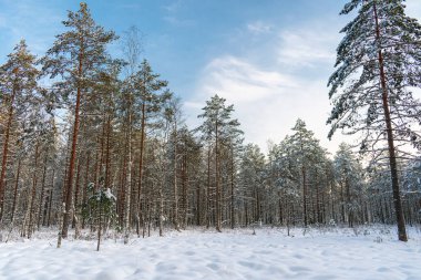 Kış harikalar diyarında çam ağacı ormanı. Sıcak güneş ışığı ve mavi gökyüzü ile güneşli kış gününde ormandaki kar dalgaları / toplar
