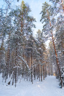Kış harikalar diyarında yürüyüş parkurunda. Karlı orman, güneşli bir günde karla kaplı çam ağaçları