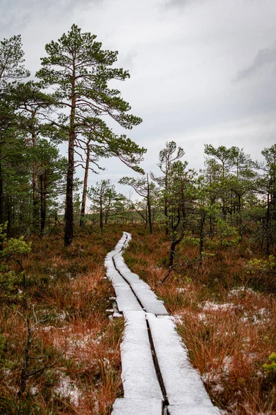 Kuzey Letonya Daki Niedraju Pilkas Bataklığı Karla Kaplı Ahşap Yürüyüş Stok Resim