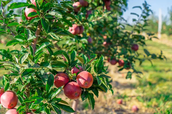 Sok Jabłkowy Produkcja Soku Jabłkowego Zbiory Drzewa Rolnictwo — Zdjęcie stockowe