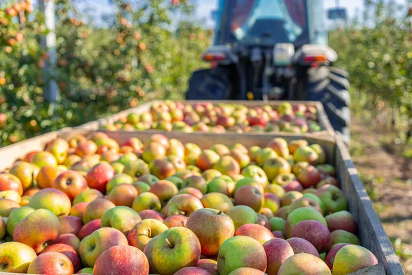 Sok Jabłkowy Produkcja Soku Jabłkowego Zbiory Drzewa Rolnictwo — Zdjęcie stockowe