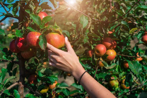 Apple orchard juice production harvest tree agriculture