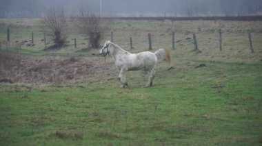 Beyaz bir at otlakta otluyor. Güzel kısrak at yeşil çimlerde oynar