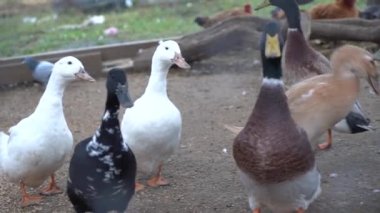 Çiftlikteki kaz ördeği. Dağ çiftliği. Kuş kazları otlakta otlar.
