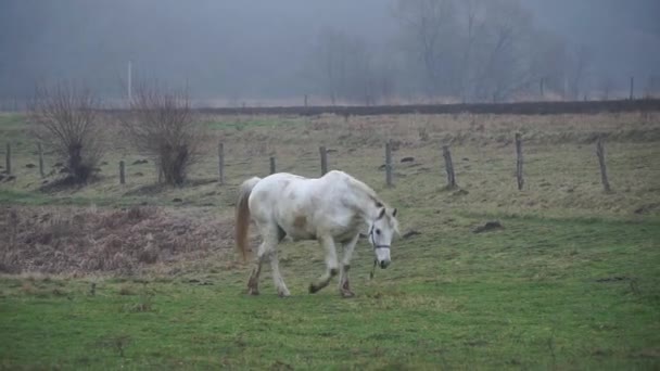 牧草地に白い馬が放牧されている 緑の芝生の上で美しい馬が遊ぶ — ストック動画