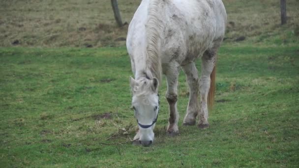 牧草地に白い馬が放牧されている 緑の芝生の上で美しい馬が遊ぶ — ストック動画