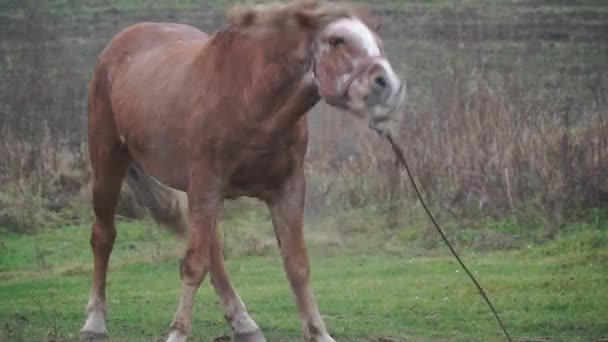 牧草地に白いベイ栗の馬が放牧されている 美しい馬は草の上で遊ぶ — ストック動画