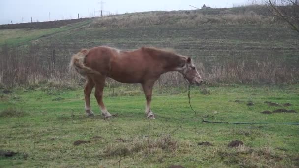 Biały Koń Kasztanowca Wypasa Się Pastwisku Piękna Klacz Koń Gra — Wideo stockowe