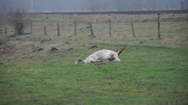 Biały Koń Pasie Się Pastwisku Piękny Koń Klaczy Gra Zielonej — Wideo stockowe