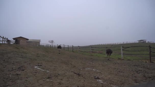 鸵鸟在山上的农场上吃草 鸵鸟和野马的草场 — 图库视频影像