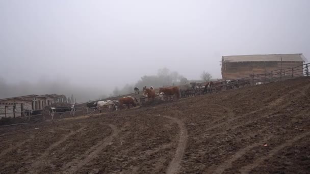 Granja Pueblo Pastos Las Montañas Campo Pastoreo Caballos — Vídeos de Stock