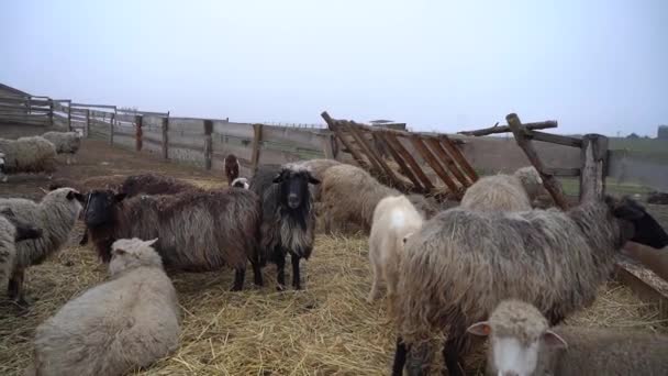 Черно Белая Овца Пасётся Ферме Большое Пастбище — стоковое видео