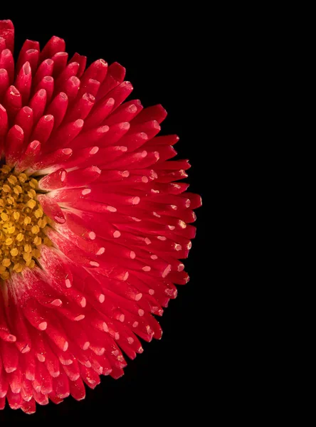 Hermosa Flor Rosa Gerberas Flores Fondo Negro Primer Plano Foto — Foto de Stock