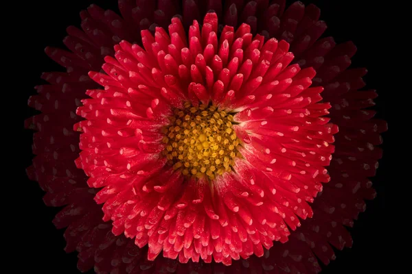 Hermosa Flor Rosa Gerberas Flores Fondo Negro Primer Plano Foto — Foto de Stock