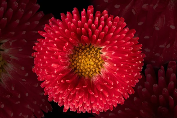 美丽的绽放的粉红色德国菊花的黑色背景 — 图库照片