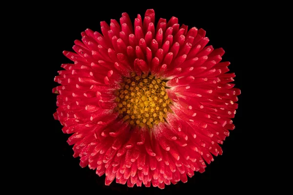 Hermosa Flor Rosa Gerberas Flores Fondo Negro Primer Plano Foto — Foto de Stock