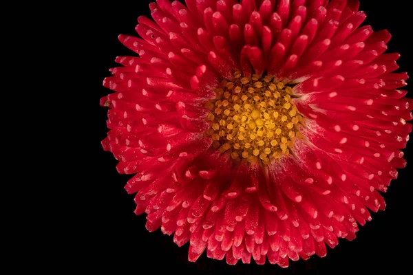 Hermosa Flor Rosa Gerberas Flores Fondo Negro Primer Plano Foto — Foto de Stock