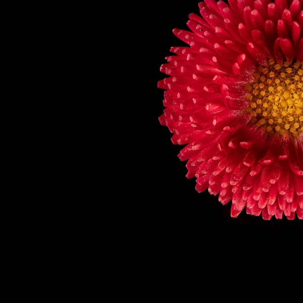 Hermosa Flor Rosa Gerberas Flores Fondo Negro Primer Plano Foto — Foto de Stock