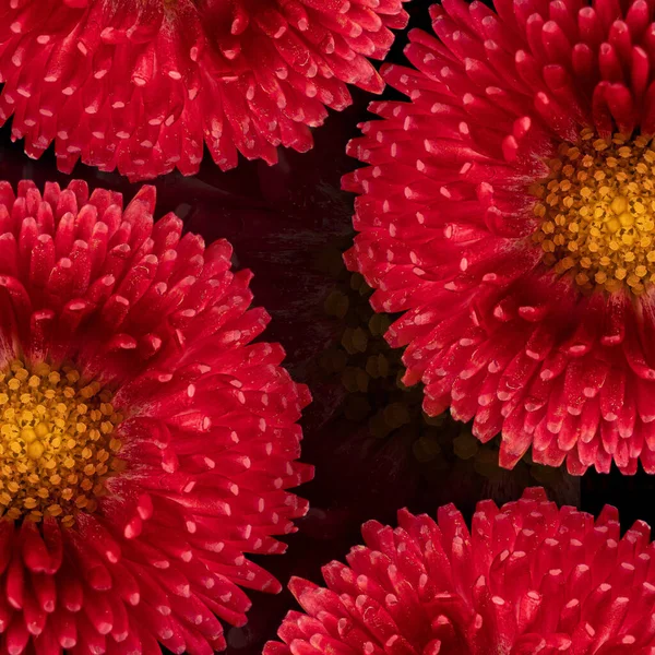 Hermosa Flor Rosa Gerberas Flores Fondo Negro Primer Plano Foto — Foto de Stock