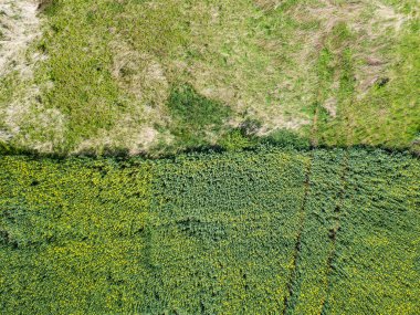 Sarı tecavüz sahası hava manzarası bir endüstri tarımı