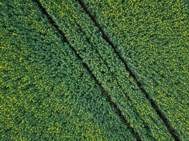 Sarı tecavüz sahası hava manzarası bir endüstri tarımı