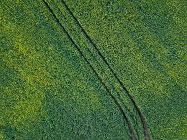 Sarı tecavüz sahası hava manzarası bir endüstri tarımı