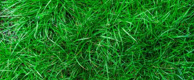 Yeşil çimen dokusu. Yeşil çimenler, baharda bir çimen. Renkli otların arka planı. Taze bir çimenliğe yakın, park. Spor sahası. Otlağın arka planı kapanıyor. Doğa Duvar Kağıdı.