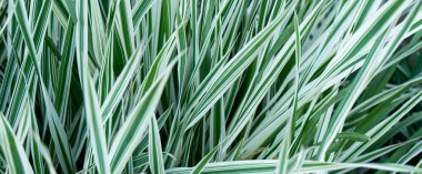 Yeşil çimen dokusu. Yeşil çimenler, baharda bir çimen. Renkli otların arka planı. Taze bir çimenliğe yakın, park. Spor sahası. Otlağın arka planı kapanıyor. Doğa Duvar Kağıdı.