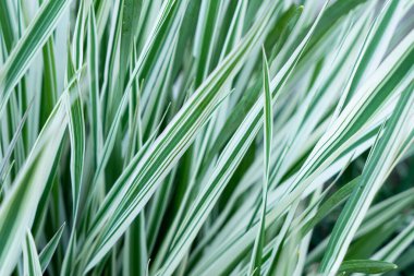 Yeşil çimen dokusu. Yeşil çimenler, baharda bir çimen. Renkli otların arka planı. Taze bir çimenliğe yakın, park. Spor sahası. Otlağın arka planı kapanıyor. Doğa Duvar Kağıdı.