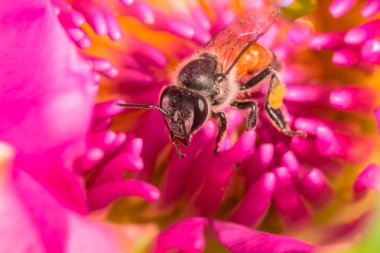 Pembe lotus çiçeği içinde arı.