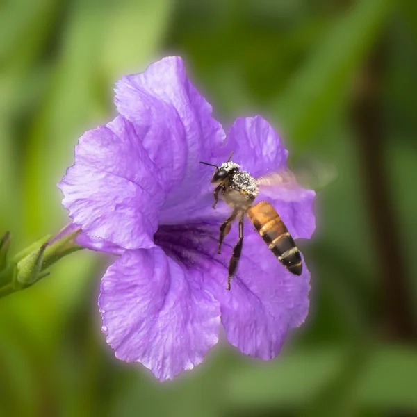 Abelha dentro flor de Ancanthaceae roxo . — Fotografia de Stock