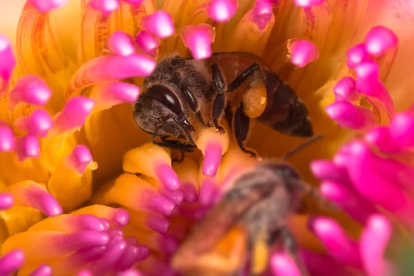 ผึ้งในดอกบัวสีชมพู . — ภาพถ่ายสต็อก