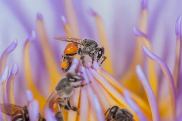 Μέλισσες μέσα lotus μωβ λουλούδι. — Φωτογραφία Αρχείου