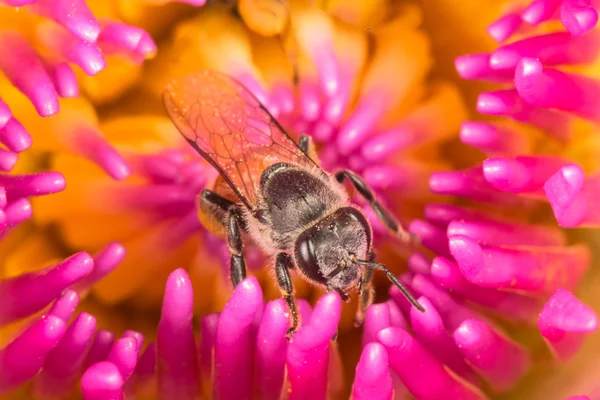 Abelhas dentro rosa flor de lótus . — Fotografia de Stock