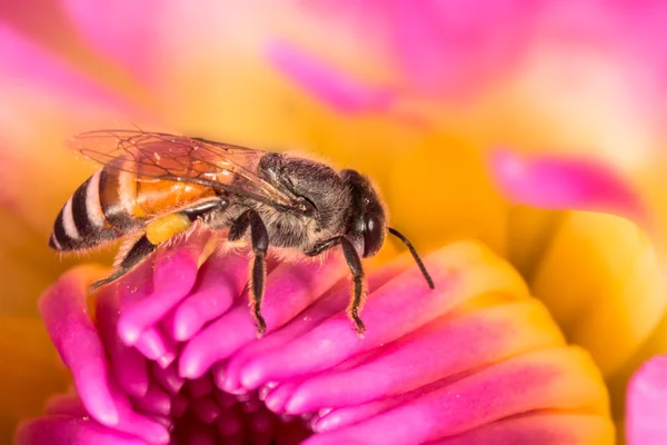 Bees inside pink lotus flower. Royalty Free Stock Images