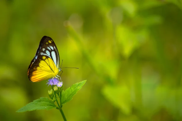 Borboleta — Fotografia de Stock