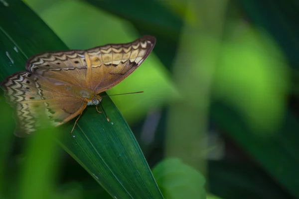 Butterfly — Stock Photo, Image