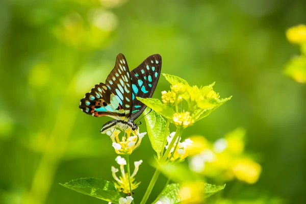 Butterfly Stock Picture