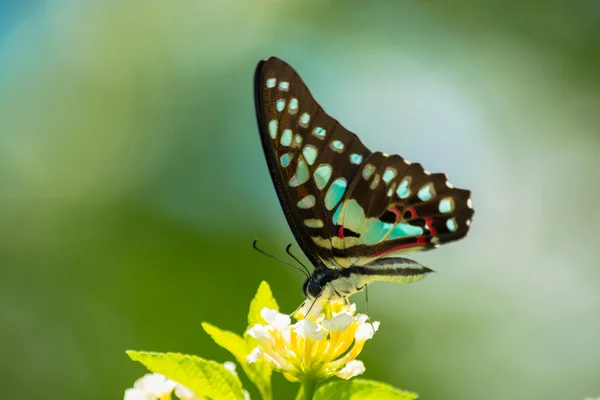 Mariposa. —  Fotos de Stock